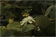 Passiflora calcarata